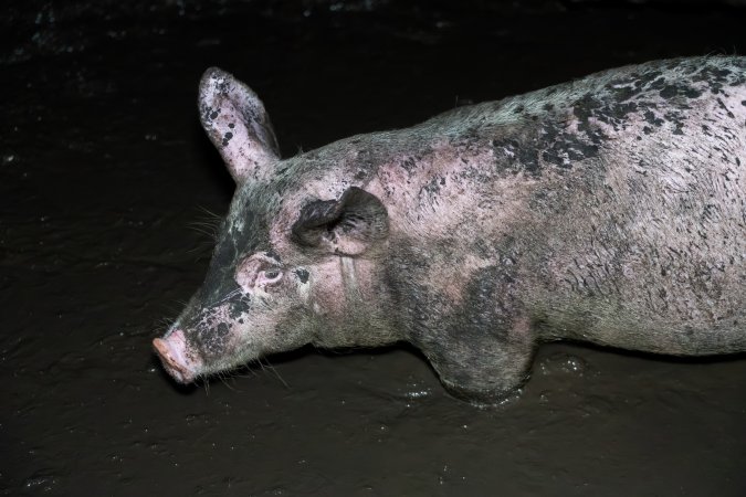 Dublin Piggery 2025