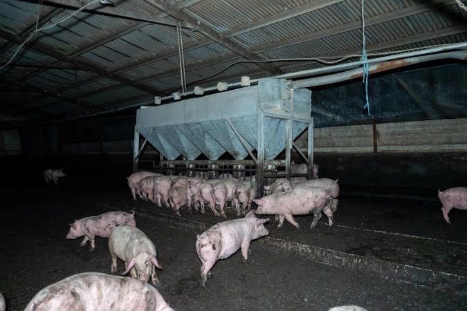 Dublin Piggery 2025