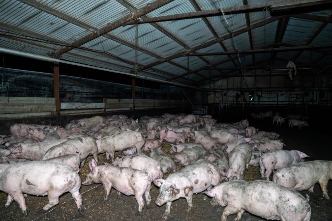 Dublin Piggery 2025
