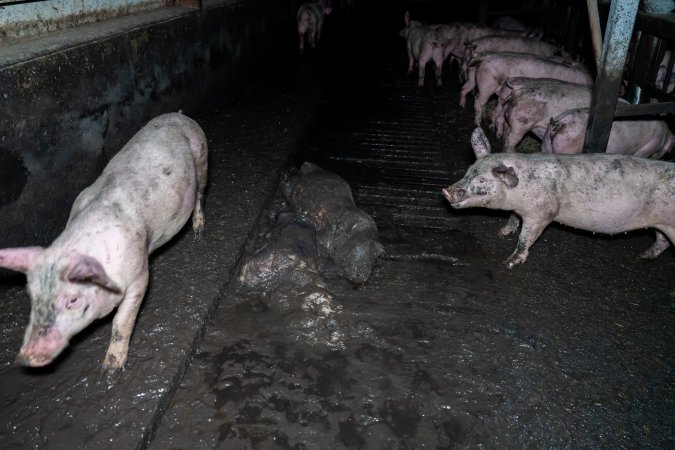 Dublin Piggery 2025
