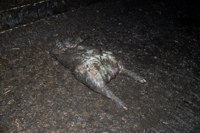 Dublin Piggery 2025