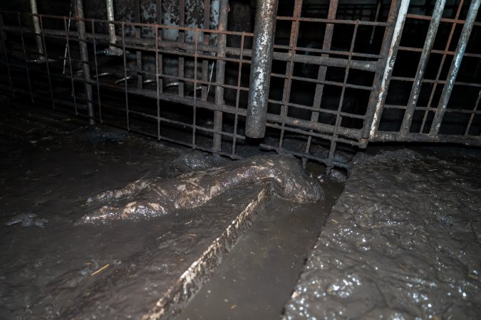 Dublin Piggery 2025
