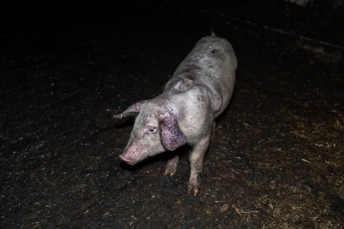 Dublin Piggery 2025