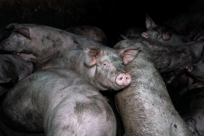 Dublin Piggery 2025