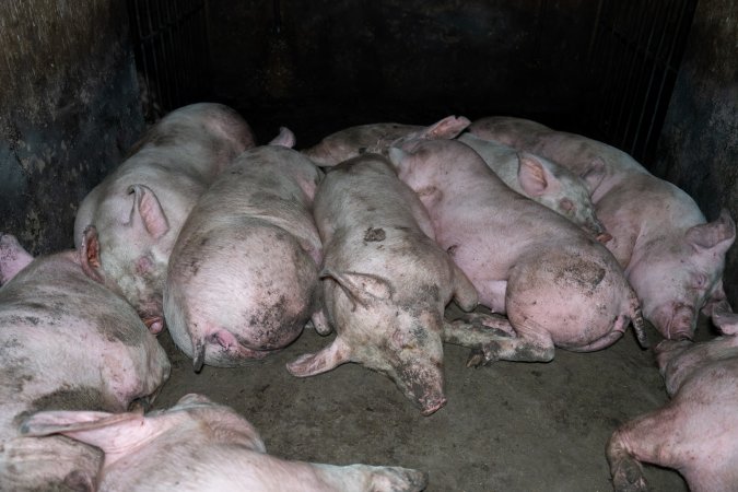 Dublin Piggery 2025
