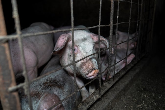 Dublin Piggery 2025