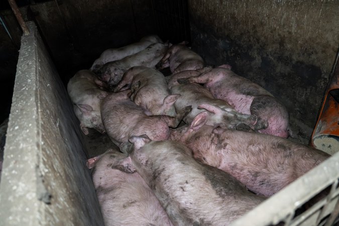 Dublin Piggery 2025