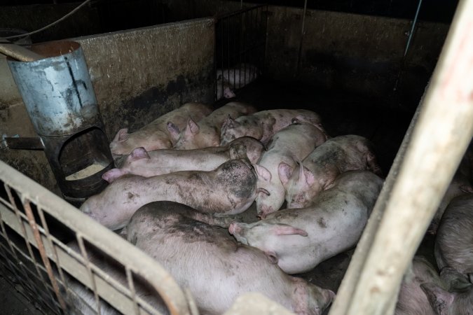 Dublin Piggery 2025