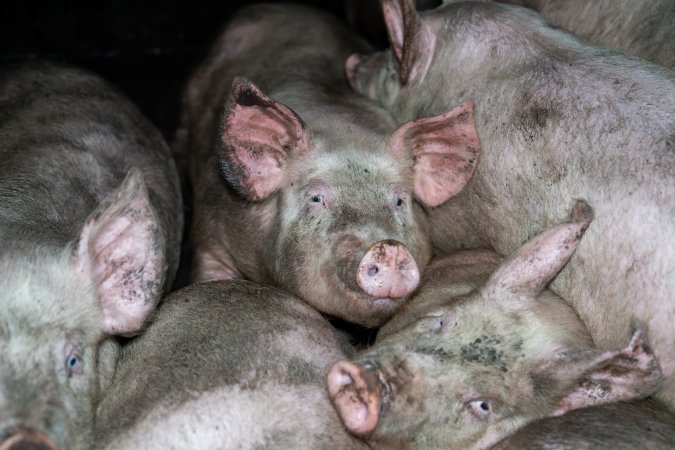 Dublin Piggery 2025