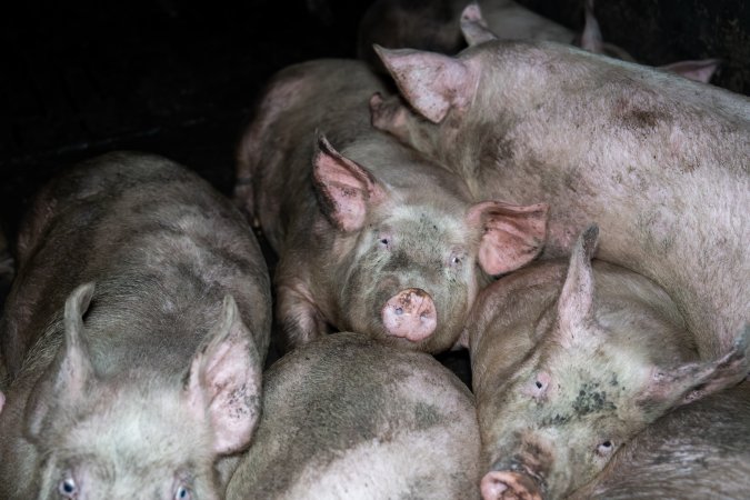 Dublin Piggery 2025
