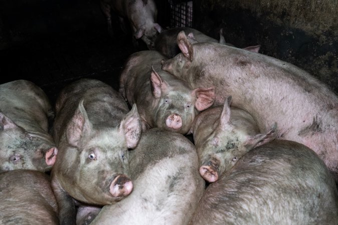 Dublin Piggery 2025