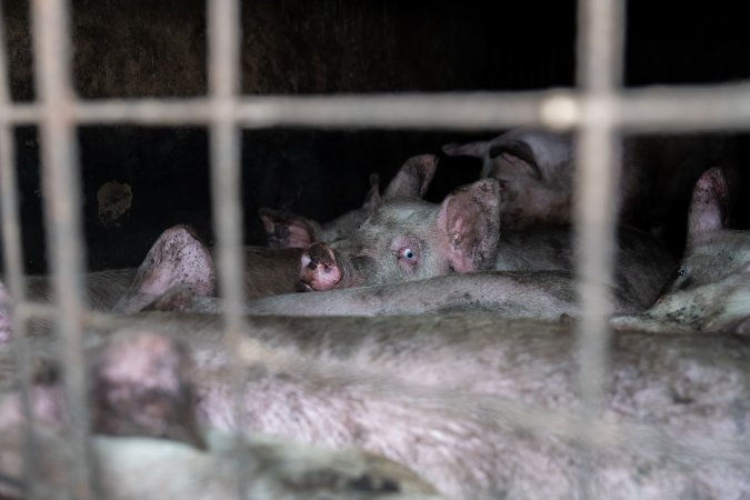 Dublin Piggery 2025