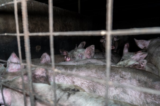 Dublin Piggery 2025