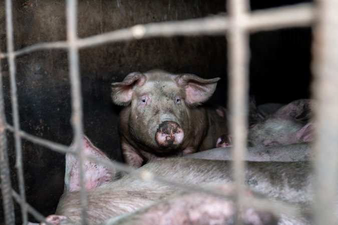 Dublin Piggery 2025