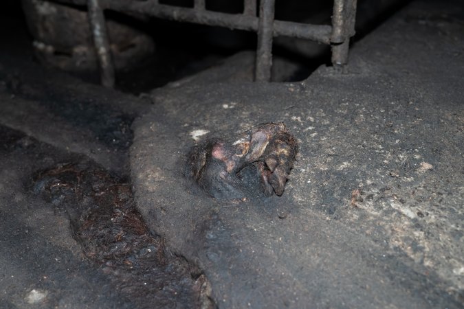 Dublin Piggery 2025