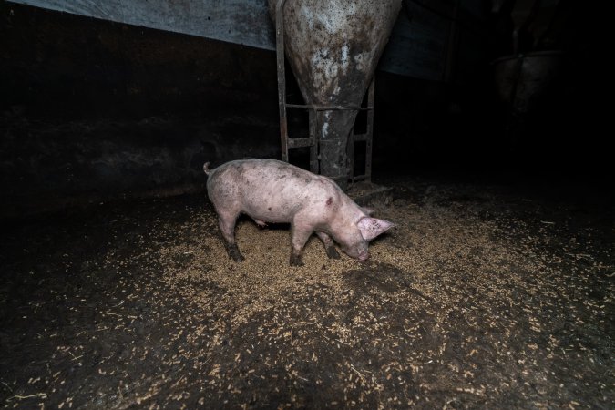 Dublin Piggery 2025
