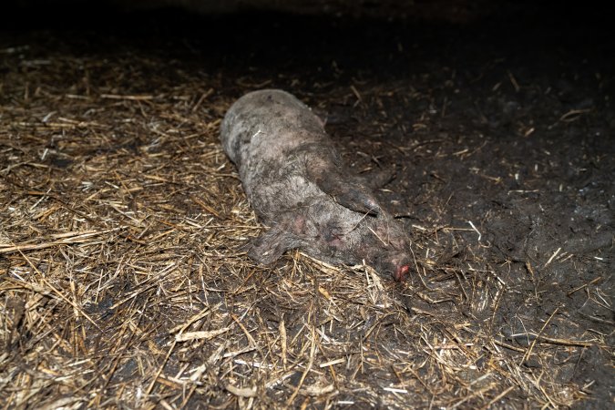 Dublin Piggery 2025