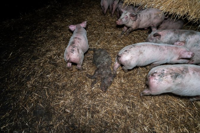 Dublin Piggery 2025