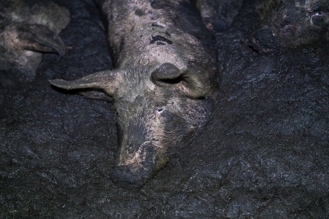 Dublin Piggery 2025
