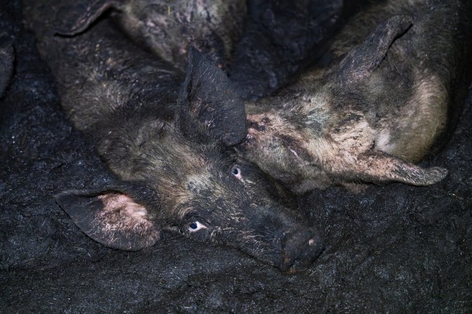 Dublin Piggery 2025