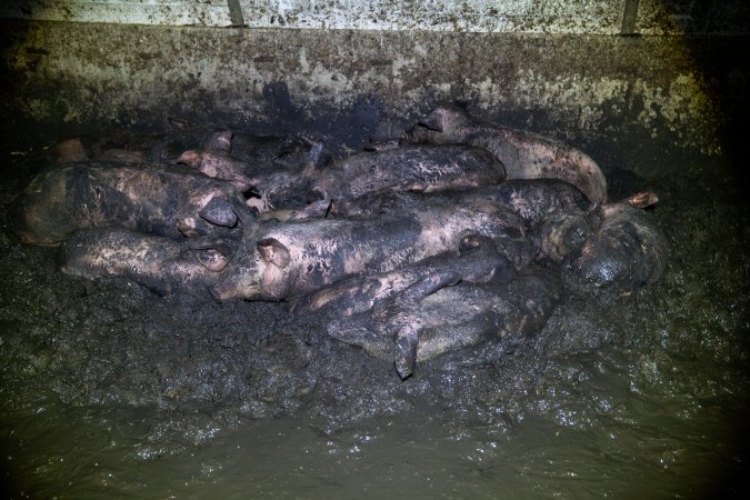 Dublin Piggery 2025