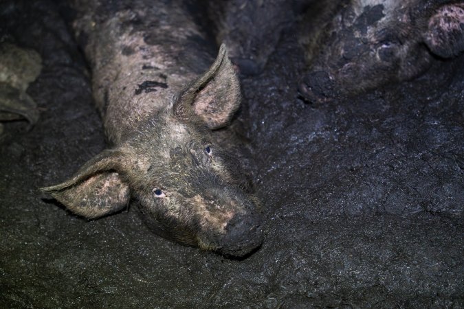 Dublin Piggery 2025