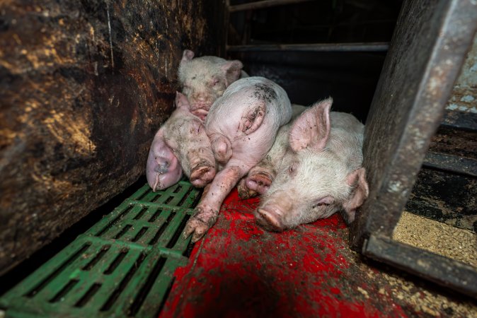 Dublin Piggery - June 2025