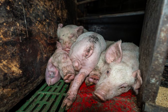 Dublin Piggery - June 2025