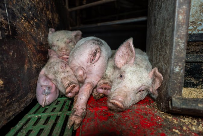 Dublin Piggery - June 2025