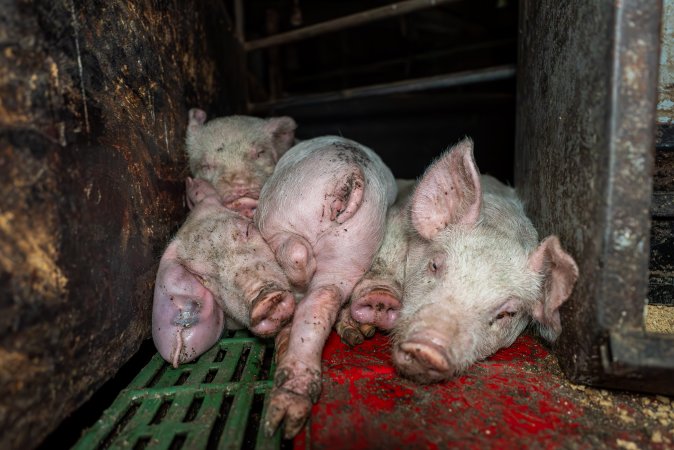 Dublin Piggery - June 2025