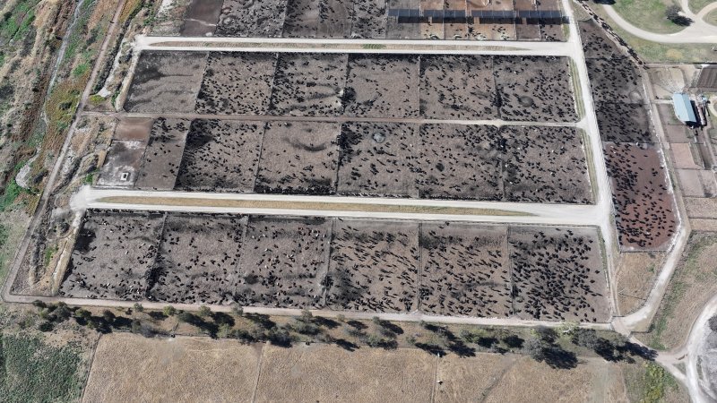 Gunnee Feedlot - Delungra NSW