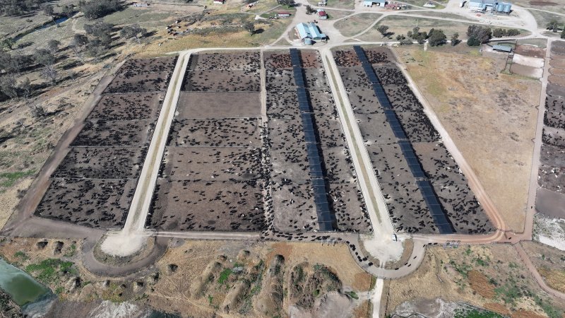 Gunnee Feedlot - Delungra NSW