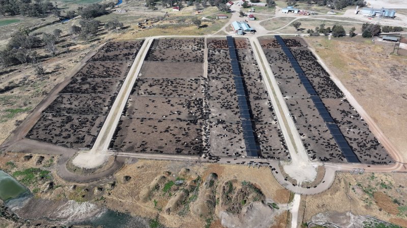 Gunnee Feedlot - Delungra NSW