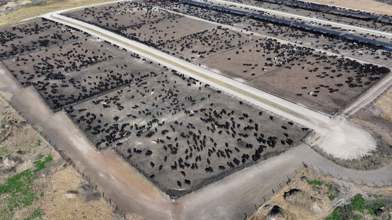 Gunnee Feedlot - Delungra NSW