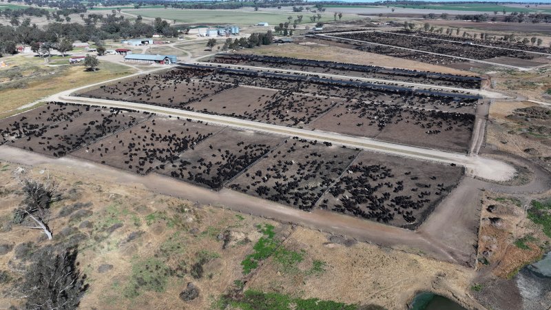 Gunnee Feedlot - Delungra NSW