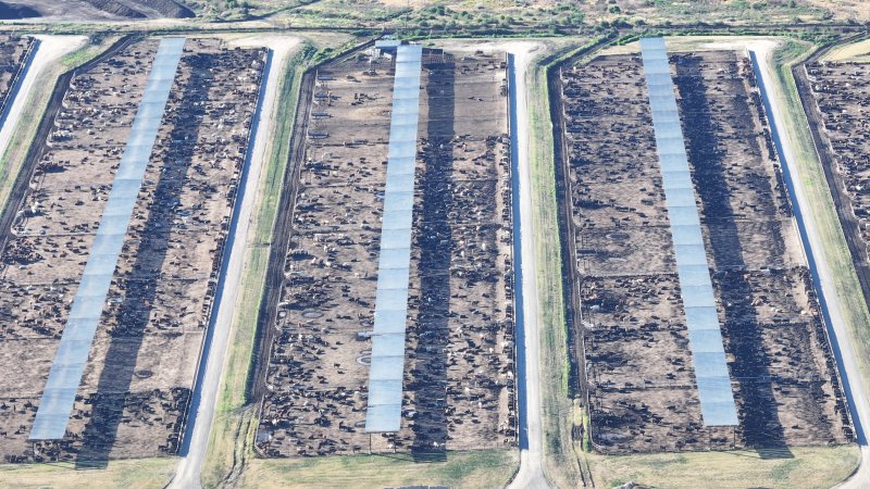 Myola Feedlot - North Star NSW
