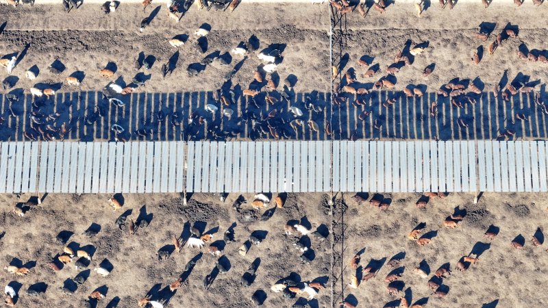 Myola Feedlot - North Star NSW
