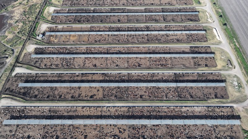 Myola Feedlot - North Star NSW