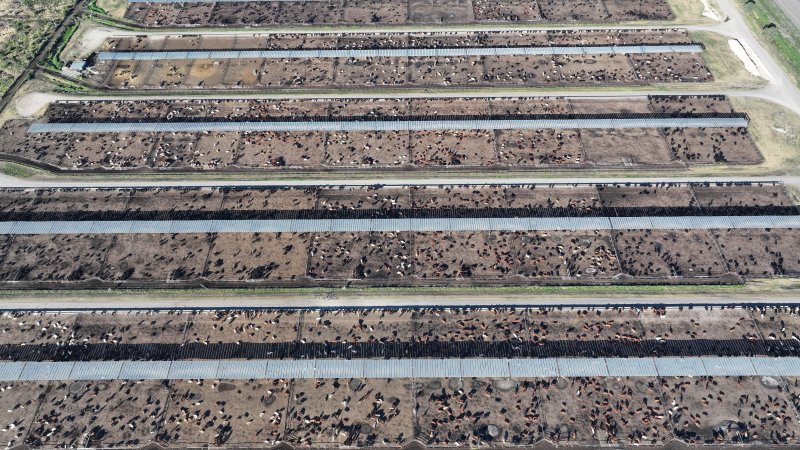 Myola Feedlot - North Star NSW