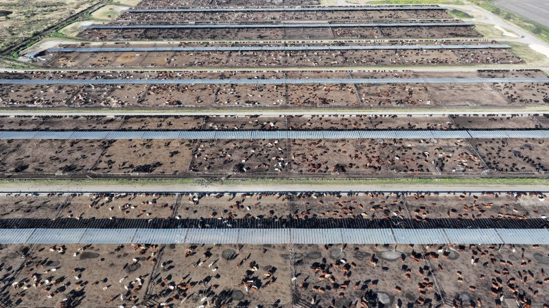 Myola Feedlot - North Star NSW