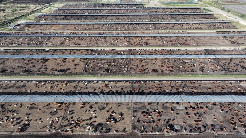 Myola Feedlot - North Star NSW