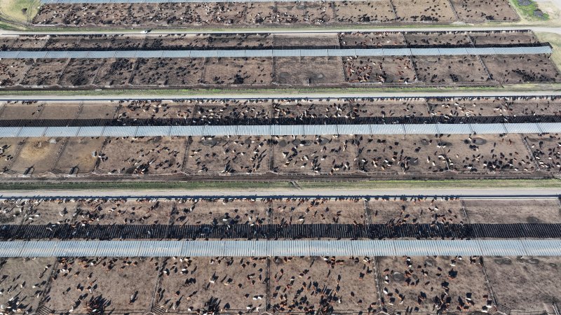 Myola Feedlot - North Star NSW