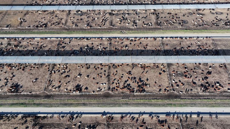 Myola Feedlot - North Star NSW