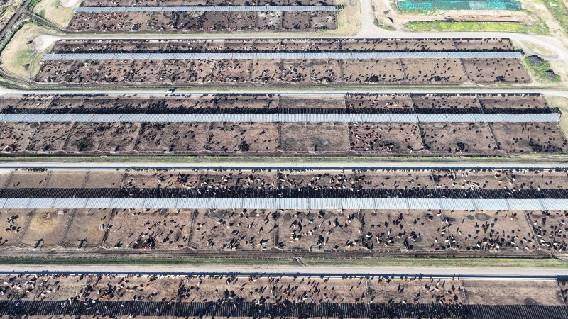 Myola Feedlot - North Star NSW