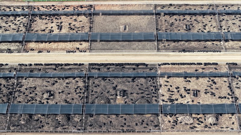 Nullamunna Feedlot - Inverell NSW