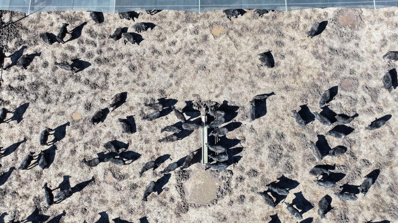 Nullamunna Feedlot - Inverell NSW