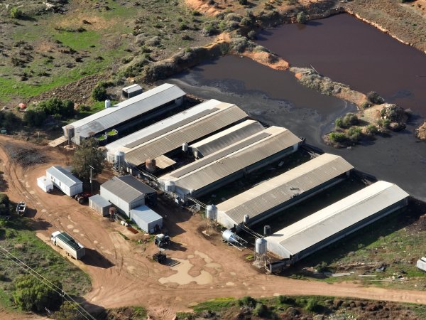 Drone flyover of piggery