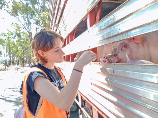 Animal rights advocates bearing witness to pigs being unloaded off truck outside Benalla Slaughterhouse