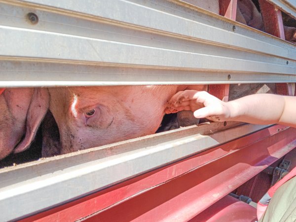 Animal rights advocates bearing witness to pigs being unloaded off truck outside Benalla Slaughterhouse