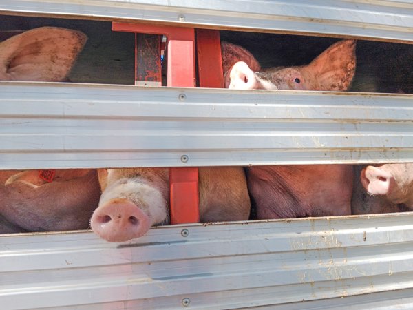 Animal rights advocates bearing witness to pigs being unloaded off truck outside Benalla Slaughterhouse